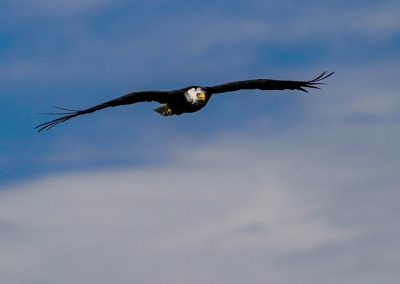 Jodi's Awesome Picture Blog - Bald Eagle