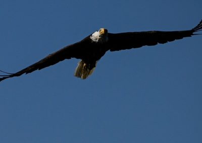 Jodi's Awesome Picture Blog - Bald Eagle