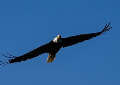 Jodi's Awesome Picture Blog - Bald Eagle